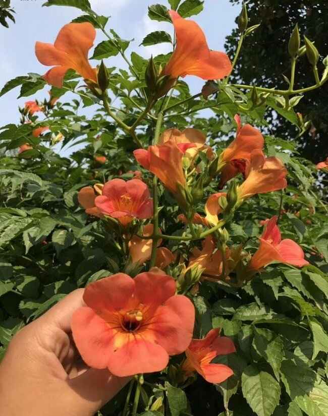 凌霄花一年开几次花