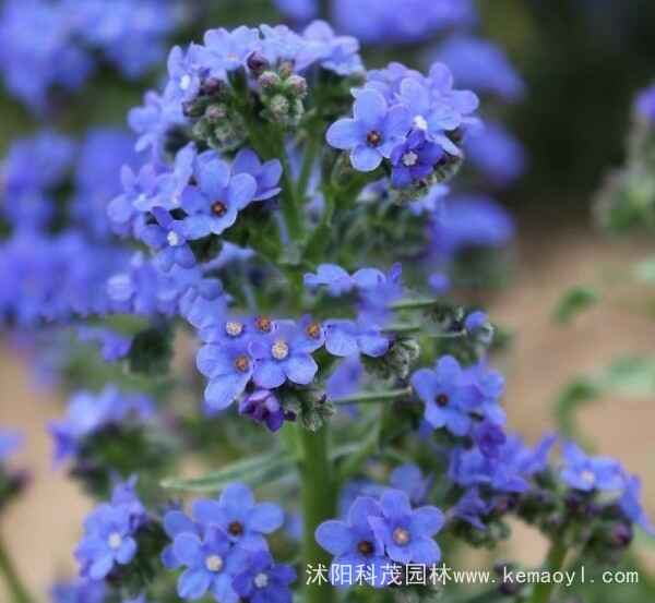 南非牛舌草种子（南非牛舌草种子图片）