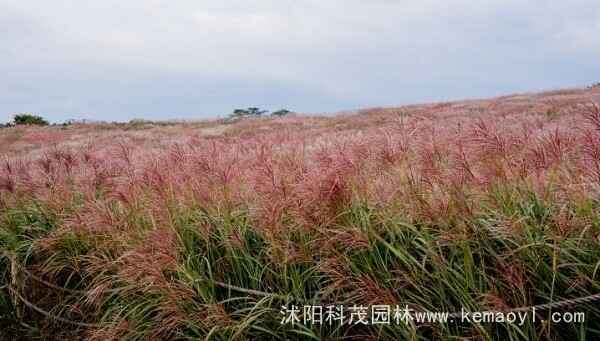 野芒草种子（野芒草种子图片）