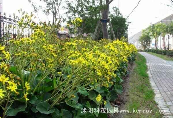 大吴风草种子（大吴风草种子什么时候成熟）