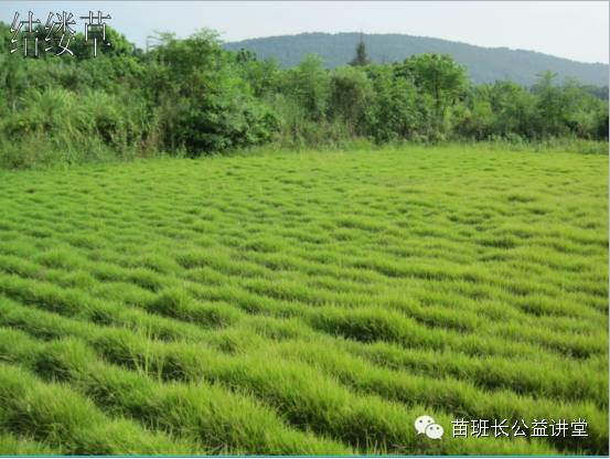 暖季型草坪化学除草技术