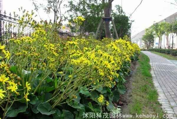 大吴风草的花期是什么时候？