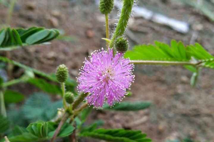 秋季播种含羞草适合吗？