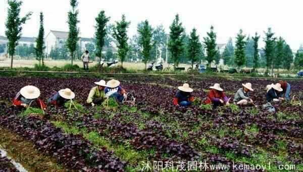 紫苏种子不发芽的原因