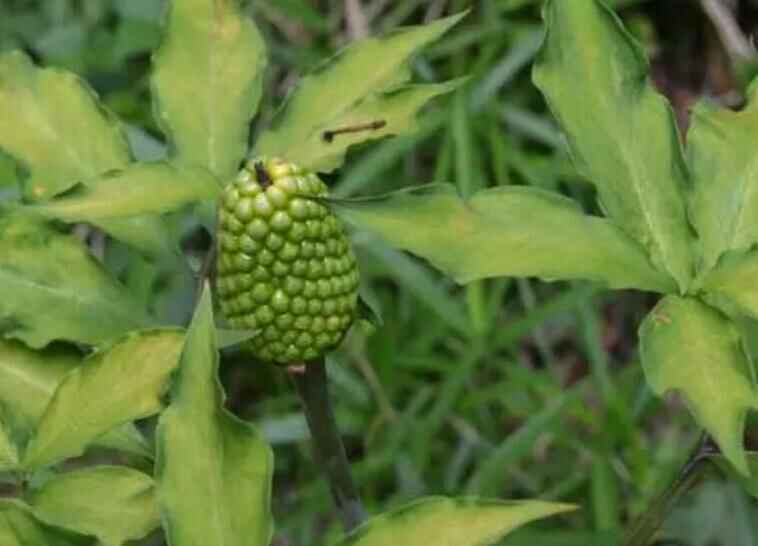 天南星是种子种植吗？