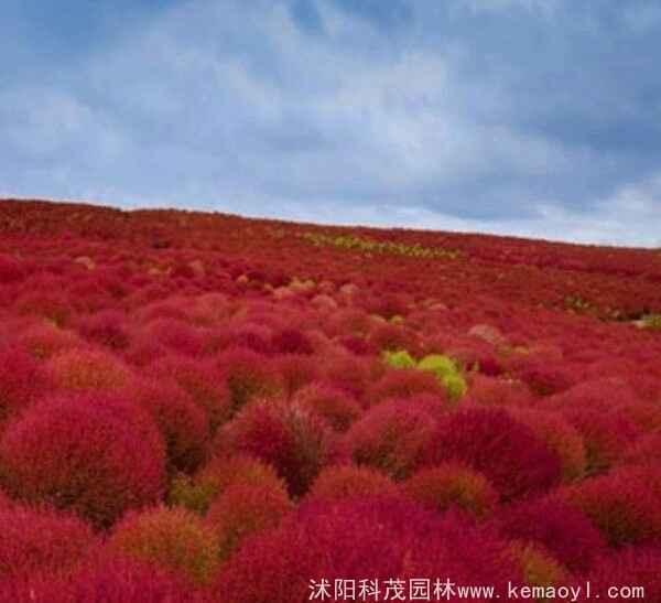 地肤花的貌相很漂亮吗