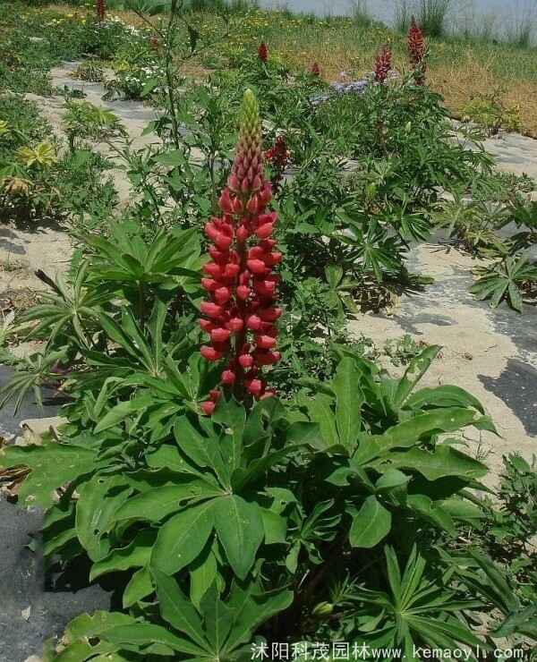 鲁冰花种植与生长的全过程