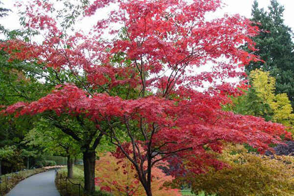 北方可以种植日本红枫？