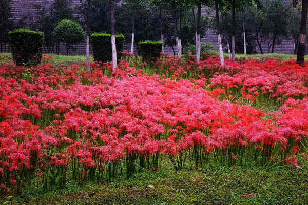 石蒜花冬天抗寒吗？