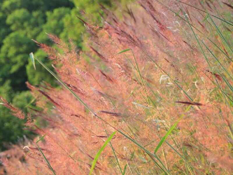 糖蜜草什么季节种好？花期什么时候？