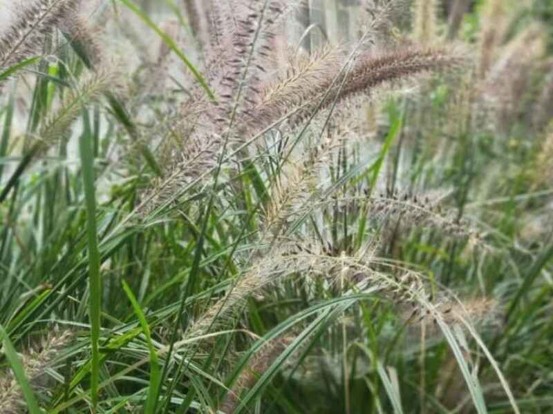 狼尾草是多年生牧草吗？冬天能不能种？