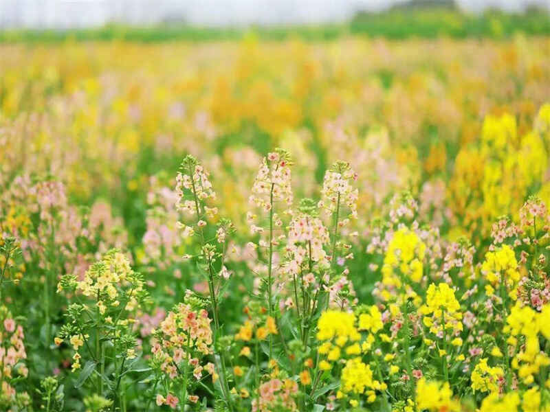 油菜的花果期在几月份？