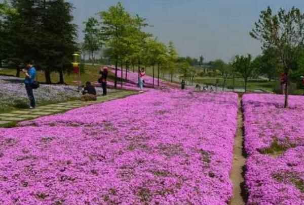 芝樱花什么时候开花