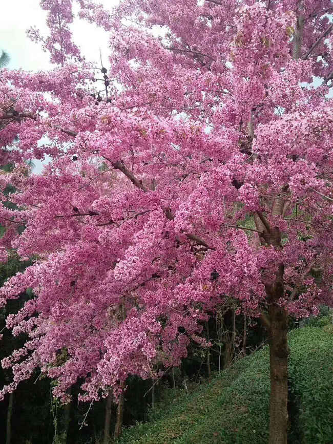 日本樱花