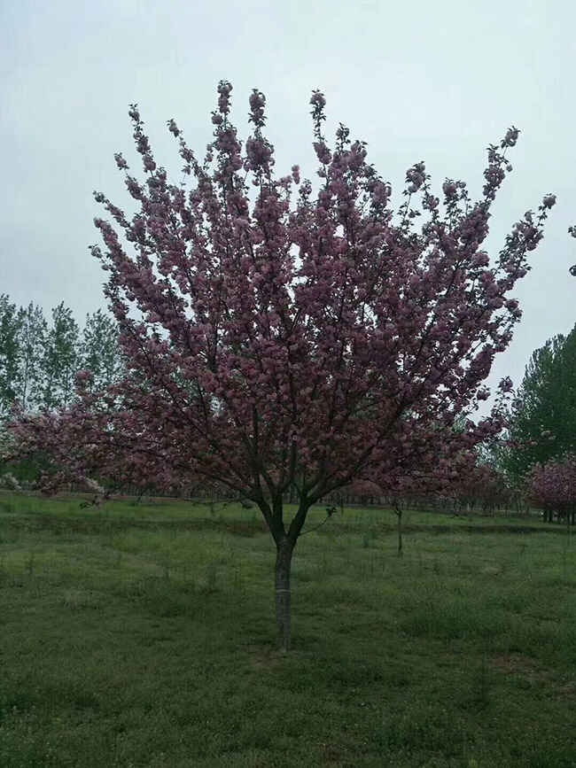 日本樱花