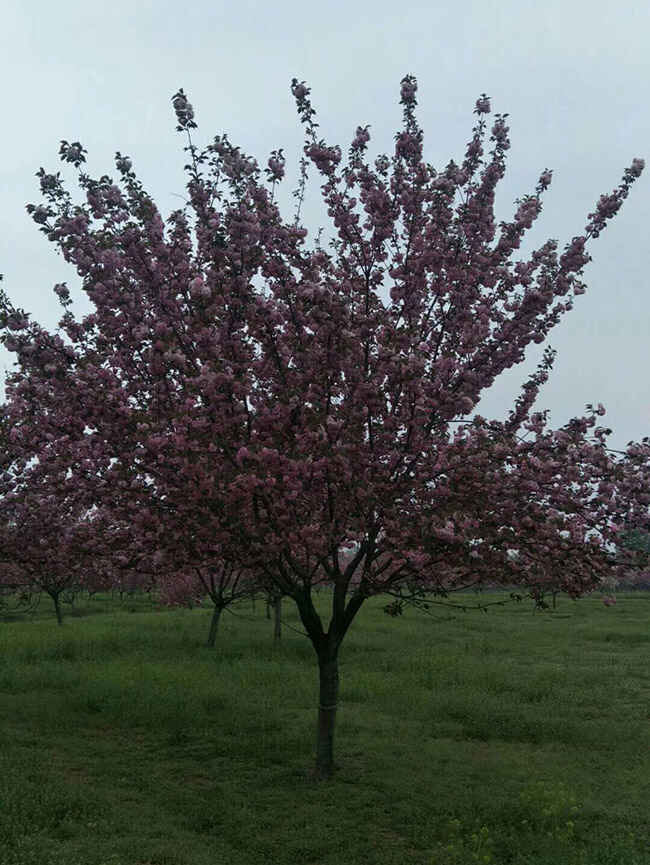 日本樱花