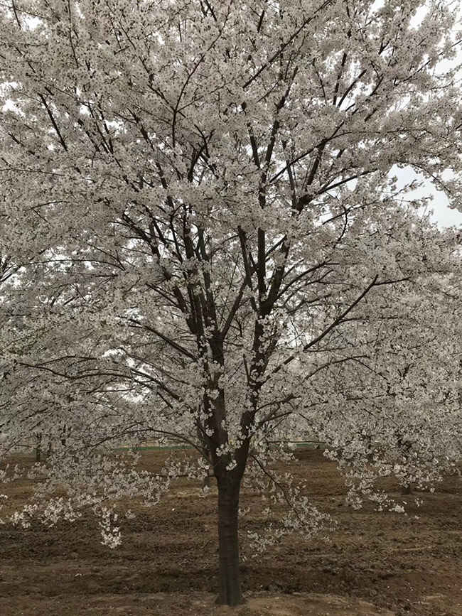 日本樱花