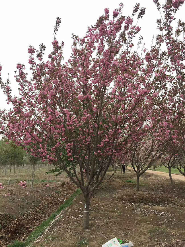 樱花