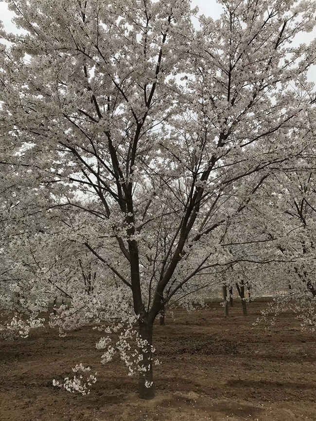 樱花