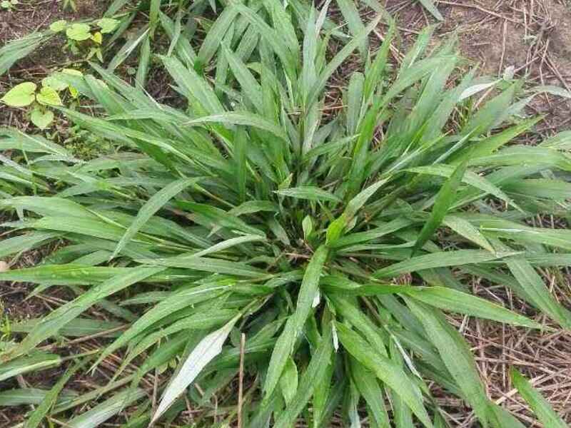 百喜草草坪每年都要重新种植吗百喜草的种植方法