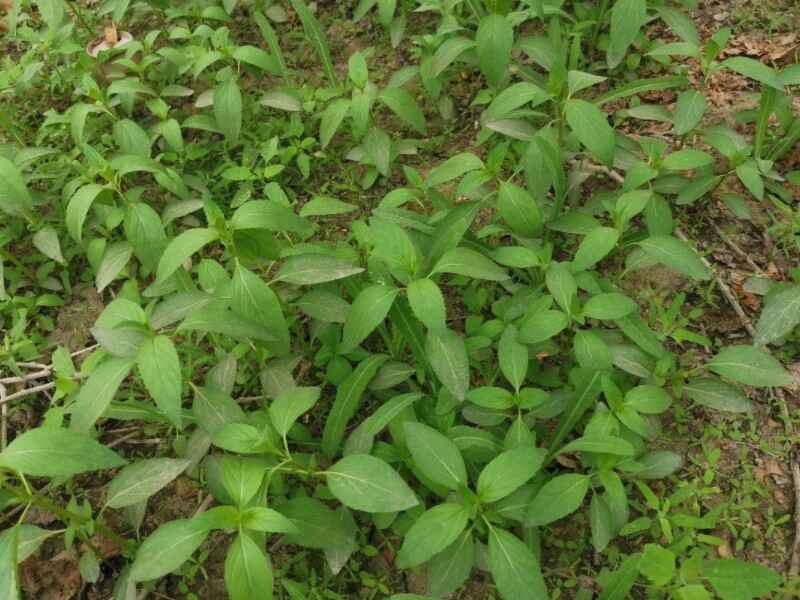 薄荷种植后多久可以发芽