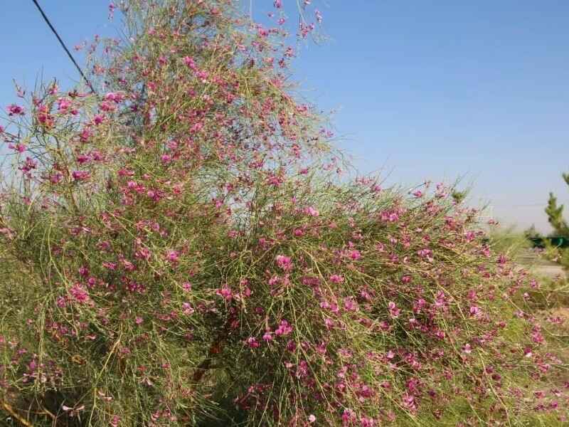 花棒花期是在每年的几月份