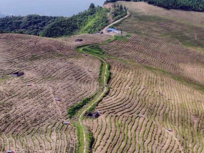 北方荒山绿化可以种什么植物