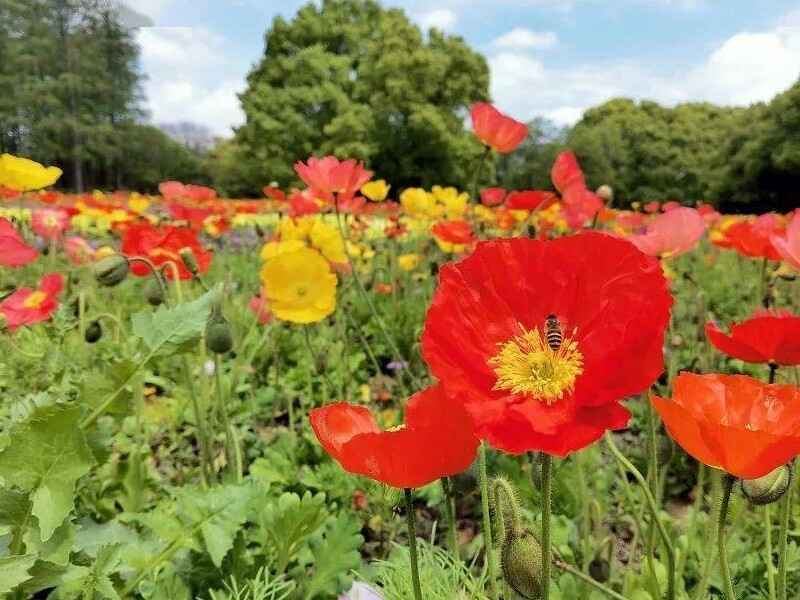 冰岛虞美人冬季还能开花吗