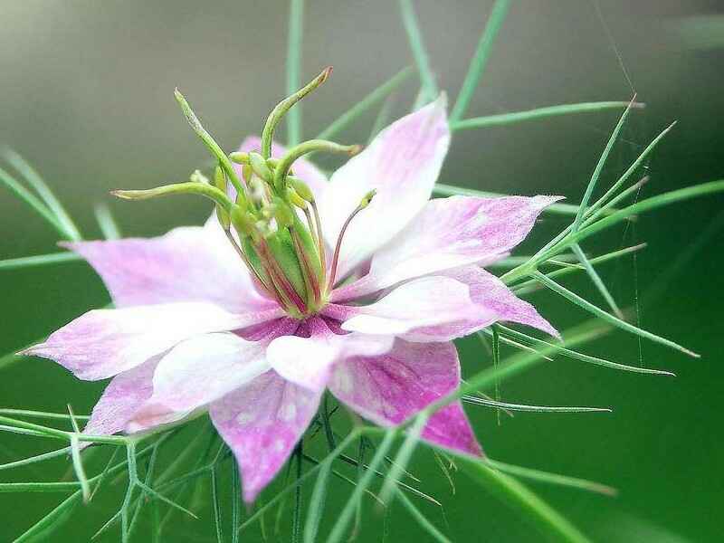 波斯宝石种子种植很难发芽吗种植方法和时间