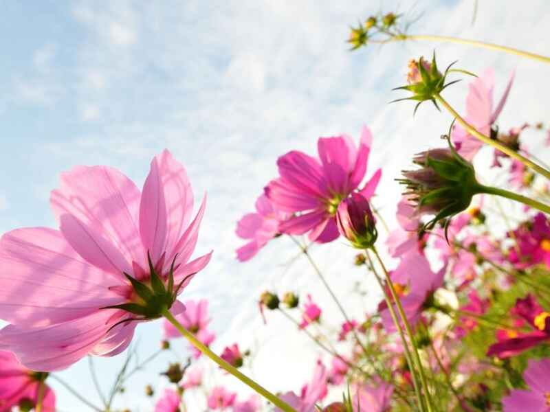 波斯菊花卉是属于常绿的吗