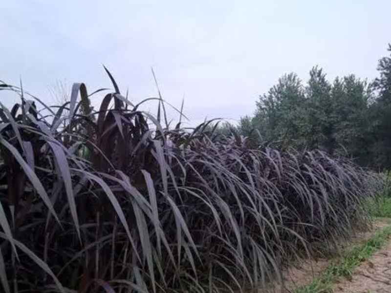 象草种植完成后几天的时间就可以发芽