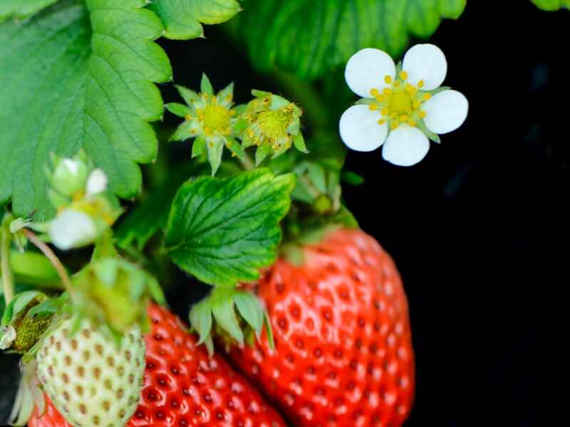 草莓种子冬季种植可以吗，生长时需要防治病虫害吗