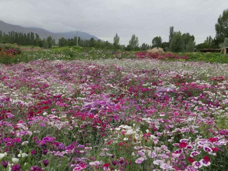 常夏石竹冬季可以开花吗，花朵有多少种颜色