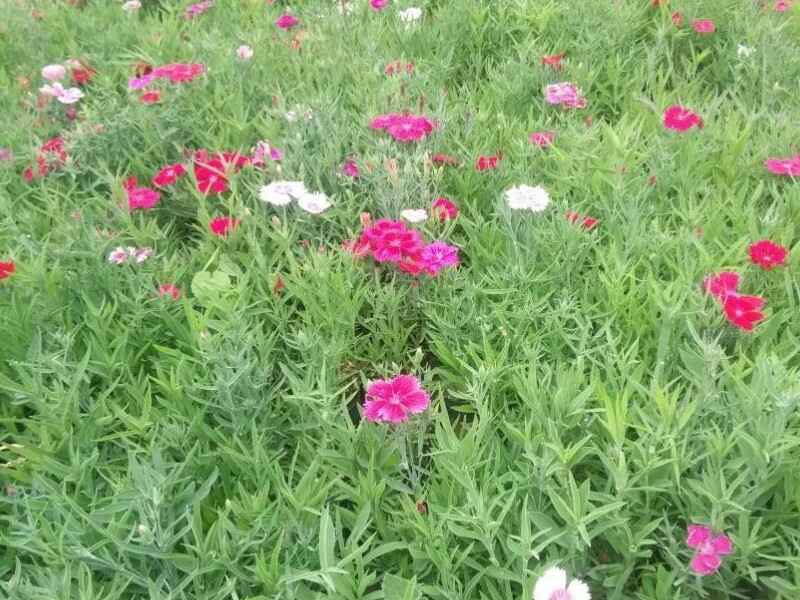 常夏石竹种植后多久可以开花，夏季能种植吗