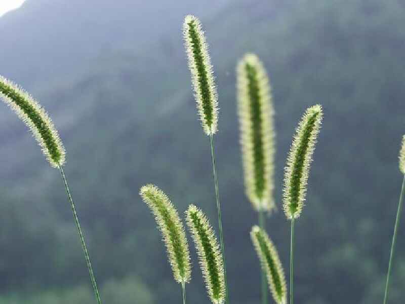 种植完成时需要及时的浇水