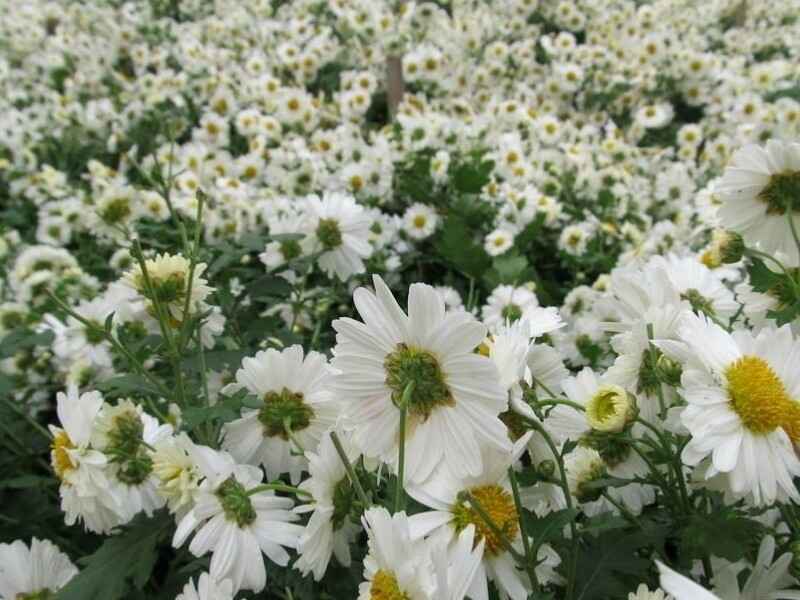 除虫菊种子春季可以种植吗，怎么能让植物更好的生长