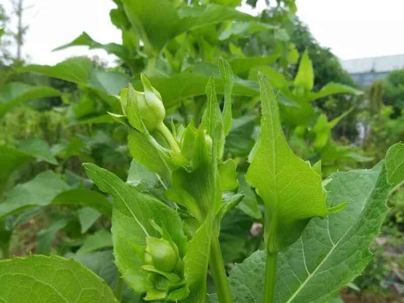 串叶松香草是多年生牧草吗自我繁殖能力强吗