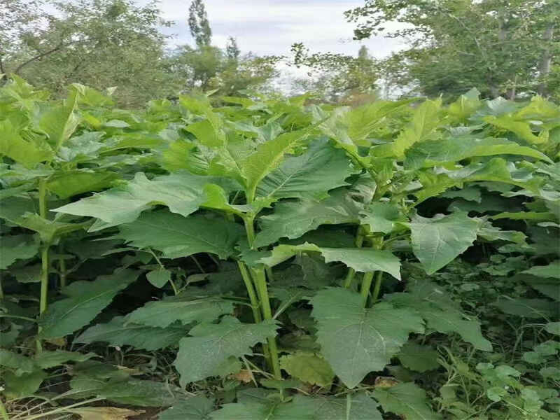 串叶松香草是多年生植物吗