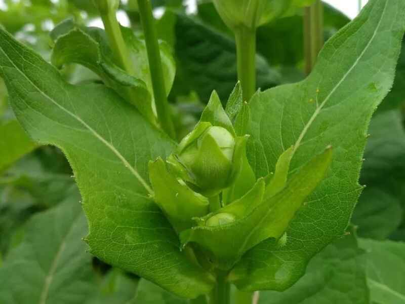 串叶松香草种植后如何养护