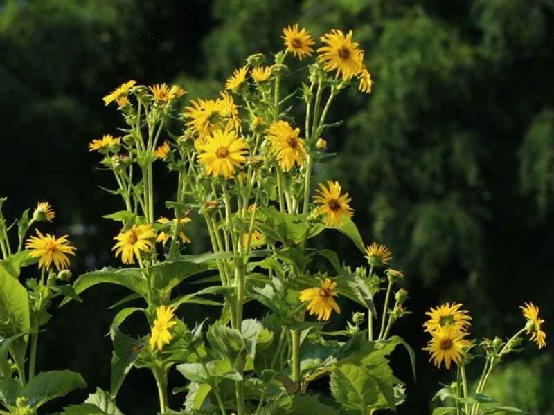 串叶松香草种子可以在水田种植吗水田种植多久收割