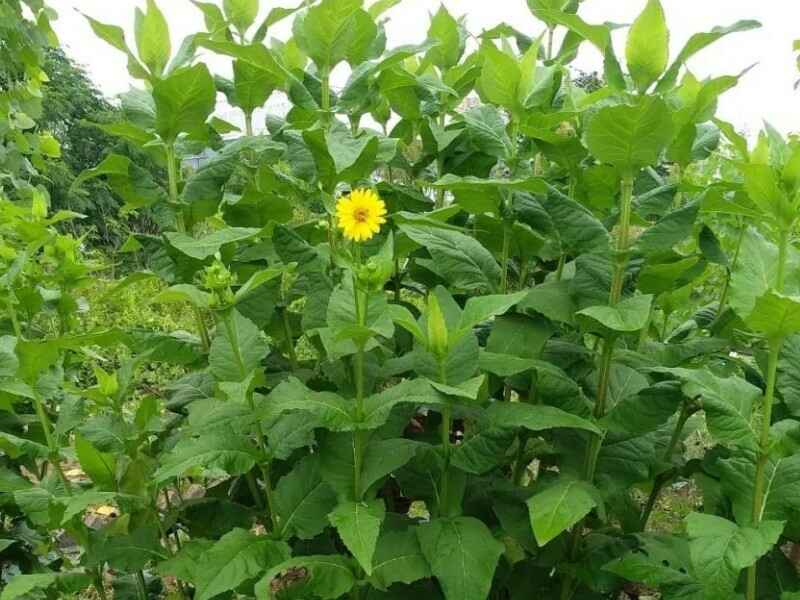 串叶松香草种子种植地需要提前翻整吗，植物的花期是多久