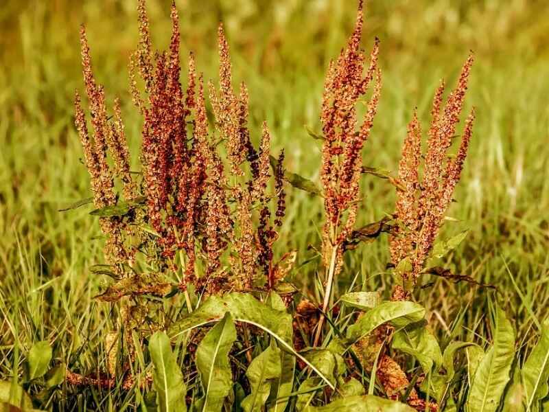 鲁梅克斯春季种植是3月份到4月份之间