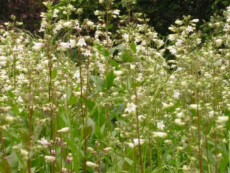 吊钟柳冬季可以开花吗，花期久不久