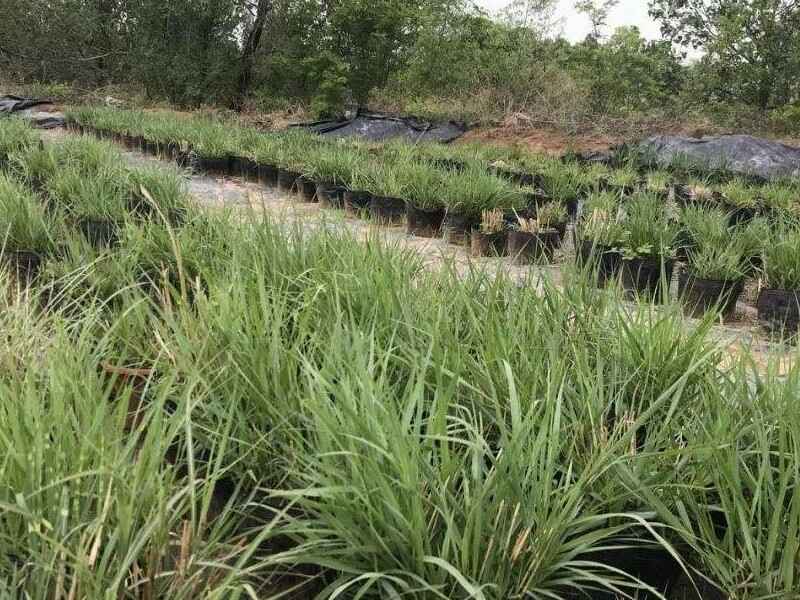 东方狼尾草种子种植适合的温度适合南方种植吗