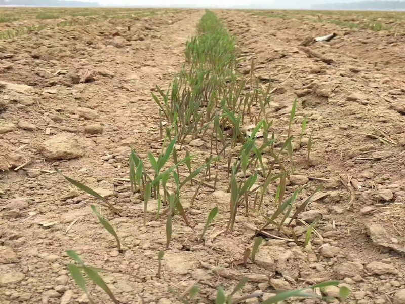 冬牧70种植后如何管理