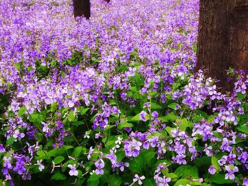 二月兰隔年能发芽吗，七八月份种植可以吗