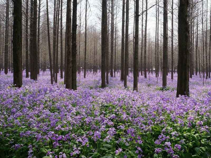 二月兰种植的种子需要催芽吗二月兰种植介绍