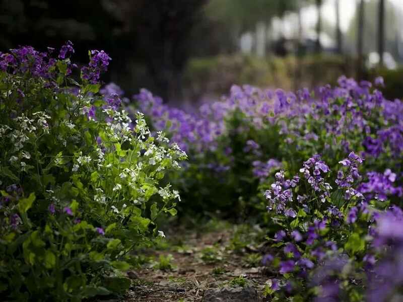 二月兰种植后多久开花，花期多久