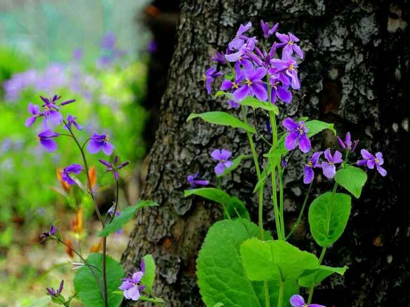 二月兰种子种植后冬季需要修剪吗，冬季可以种植吗