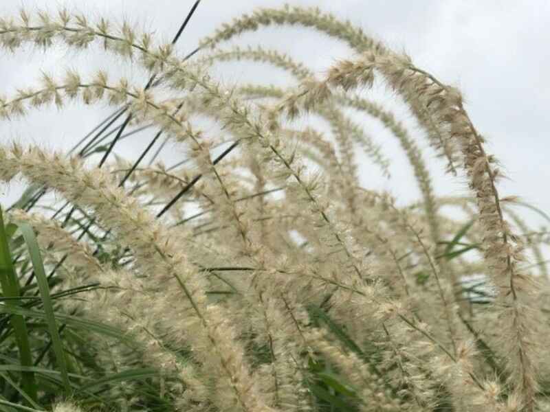 放牧种植狼尾草适合吗是多年生牧草吗